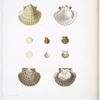 1. 1a. 1b. 1c. Peigne excavé, Pecten excavatus; 2. Peigne ambré, Pecten electrum; 3. Peigne pomatiaire, Pecten pomatia; 4. Peigne petite herse, Pecten rastellinum.