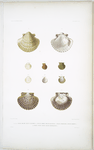 1. 1a. 1b. 1c. Peigne excavé, Pecten excavatus; 2. Peigne ambré, Pecten electrum; 3. Peigne pomatiaire, Pecten pomatia; 4. Peigne petite herse, Pecten rastellinum.