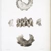 1-1d. L'Huitre galline, Ostroea gallus.