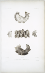 1-1d. L'Huitre galline, Ostroea gallus.