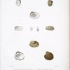 1. Cardite petite arche, Cardita arcella; 2. Cardite moduleuse, Cardita modulosa; 3. Cardite enflée, Cardita turgida; 4. Cardite lisse, Cardita subloevigata; 5. Cardite de Michelin, Cardita Michelini.