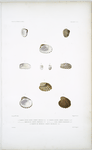 1. Cardite petite arche, Cardita arcella; 2. Cardite moduleuse, Cardita modulosa; 3. Cardite enflée, Cardita turgida; 4. Cardite lisse, Cardita subloevigata; 5. Cardite de Michelin, Cardita Michelini.