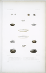 1. Nucule oblique, Nucula obliqua; 2. Nucule divergente, Nucula divaricata; 3. Nucule double face, Nucula oeolica; 4. Nucule alongée, Nucula elongata; 5. Nucule lanterne, Nucula laternaria; 6. Nucule amende, Nucula amygdalea; 7. Ctenoconque navicelle, Ctenoconcha navicula; 8. Ctenoconque nuculoide, Ctenoconcha nuculoides.