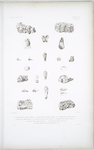 1. Penitelle de Conrad, Penitella conradi; 2. Penitelle xilophage, Penitella xilophaga; 3. Penitelle à tube, Pinitella tubigera; 4. Pholade à bec, Pholas rostrata; 5. Onguline des vases, Ungulina luticola; 6. Corbule des vases, Corbula luticola; 7. Bornie des vases, Bornia luticola,; 8. Saxicave clou, Saxicava clava; 9. Calyptrée perforante, Calypterae perforans.