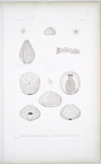 1. Temnopleure sculpté, Temnopleurus toreumaticus; 2. Agassisie à petiites fossettes, Agassisia scrobiculata.