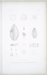 1. Amblypneuste pâle, Amblypneuste pallidus; 2. Amblypneuste élègant, Amblypneustes formosus.