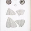 1. 1a. 1b. 1c. 1d. 1e. Oursin déprimé, Echinus depressus; 2. 2a. Détails de l'Oursin poreux, Echinus porosus.
