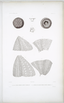 1. 1a. 1b. 1c. 1d. 1e. Oursin déprimé, Echinus depressus; 2. 2a. Détails de l'Oursin poreux, Echinus porosus.