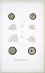 1. Oursin perlé, Echinus margaritaceus; 2. Oursin à bouche plate, Echinus omalostoma.