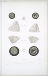 1. Oursin à raies rouges, Echinus erythrogrammus; 2. Oursin chlorosé, Echinus chloroticus.