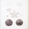 Placentule excentrique, Echinarachnius excentricus.