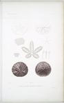 Placentule excentrique, Echinarachnius excentricus.