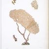 Gorgone sablée, Gorgona arenata, (de la Novelle Zélande).