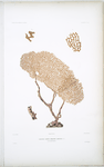 Gorgone sablée, Gorgona arenata, (de la Novelle Zélande).
