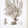 Gorgone plantaginée, Gorgonia plantaginea, (des côtes de Matzalan).