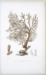Gorgone plantaginée, Gorgonia plantaginea, (des côtes de Matzalan).