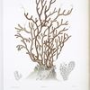 Gorgone fardée, Gorgonia fucosa.