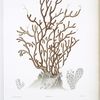 Gorgone fardée, Gorgonia fucosa.