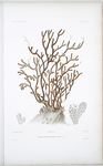 Gorgone fardée, Gorgonia fucosa.