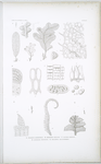 A. Thuretia quercifolia; B. Hemitrema Kraussii; C. Claudea elegans; D. Leveillea pectinata; E. Polyzonia adiantiformis.