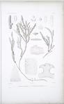 A. Osmundaria prolifera; B. Castraltia salicornioides.