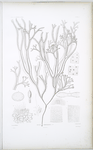 Fucus Harveianus.