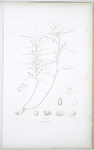 Fleurya glomerata.