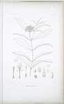 Drymispermum laurifolium.