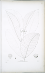 Drymispermum macrophyllum.