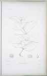Drymispermum Billardieri.