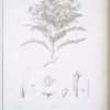 Lecocarpus pinnatifidus.