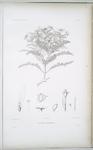 Lecocarpus pinnatifidus.