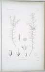 Vaccinium adenandrum.