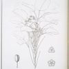 Aralia Bastardiana.