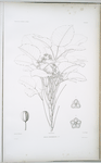 Aralia Bastardiana.