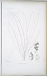 Botryodendron Taïtense.