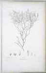Weinmannia parviflora.