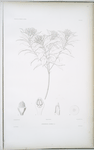 Conostegia glabra.