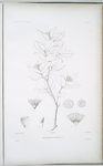Metrosideros acuminata.