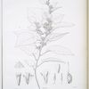 Waltheria lophanthus.