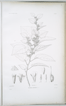 Waltheria lophanthus.