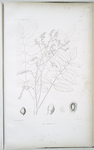 Rhus Taïtensis.