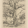 Wayside Inn - oaks in spring.