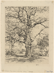Wayside Inn - oaks in spring.