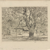 The big horse chestnut tree