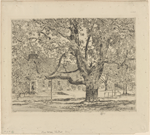 The big horse chestnut tree