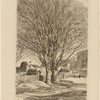 Maples in early spring.