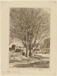 Maples in early spring.