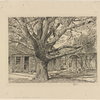 Oak and old house in spring.