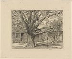 Oak and old house in spring.